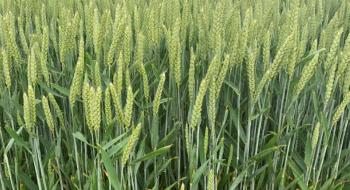 Гриби можуть стати екологічною заміною добрив для зернових культур, - дослідження Рис.1