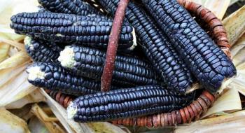 Кукурудза на полях України радикально змінює колір Рис.1