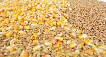 На експорт пішло понад 14 млн т української пшениці Рис.1
