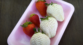 Одну ягоду білої японської полуниці Широй Хусекі продають за $10 Рис.1