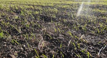 Основні засоби захисту пшениці озимої від кореневих гнилей Рис.1