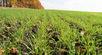Площа посівів озимих в Україні на 8% поступається минулорічній Рис.1