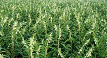 Рентабельність вирощування кунжуту в Україні сягає 700% Рис.1