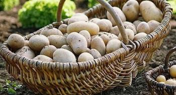 Стало відомо, де в Україні найдешевша картопля Рис.1