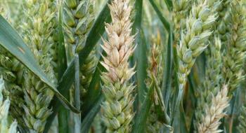 У Китаї запровадили систему автоматичного виявлення фузаріозу пшениці Рис.1