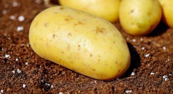 У Великій Британії успішно випробували ГМ-картоплю Рис.1