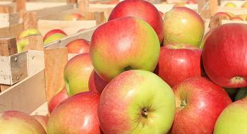 Україна збільшила імпорт яблука в 10 разів Рис.1