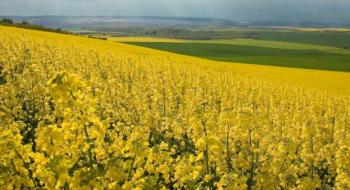 В Україні площі сівби озимого ріпаку під урожай 2020 року скоротилися Рис.1