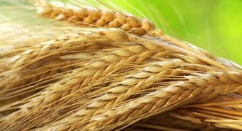 В Україні зменшується виробництво жита Рис.1