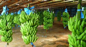 Вчені створили біорозкладний екопластик з бананових відходів Рис.1
