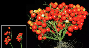 Вчені вивели томати-букети Рис.1