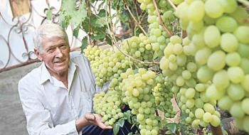 Виноградар з Вінниці вирощує одразу 60 сортів винограду Рис.1