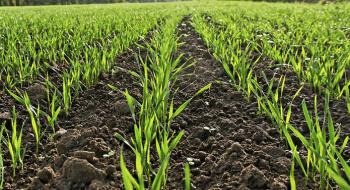 Високі температури вплинули на завершення осінньої вегетації озимих Рис.1