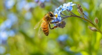 Європа планує внести захист бджіл в сільгоспполітику Рис.1