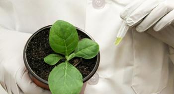 Біологи вчать рослини обходитися без добрив Рис.1