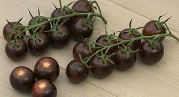 Фіолетові томати номіновані на здобуття премії Fruit Logistica Рис.1