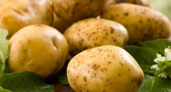 McDonald’s в Україні шукає фермерів-постачальників картоплі Рис.1