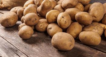 Польський фермер опанував технологію вирощування картоплі без оранки Рис.1