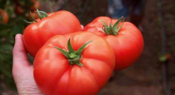 Прискорювачі достигання томатів збільшують масу плодів Рис.1