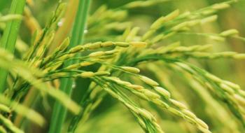 В Китаї гібридним солестійким рисом засіють 7 млн га Рис.1