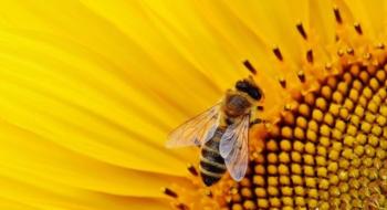 В Мексиці, з метою захисту бджіл від пестицидів, пасіки обсівають соняшником Рис.1