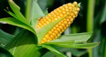 В Україні виросли ціни на кукурудзу: названо причини Рис.1