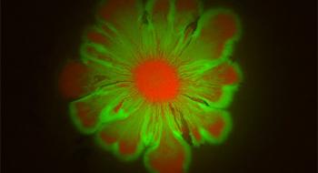 Вчені випадково отримали " бактеріальні квіти» Рис.1