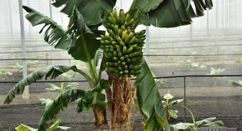 Вирощування бананів в Україні можливе в тепличних умовах Рис.1