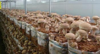 Європа зацікавилась екзотичними грибами, які вирощують в Україні Рис.1