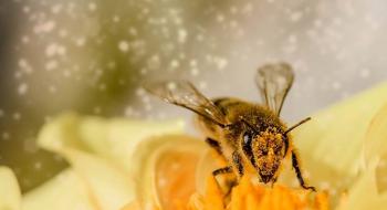 За останні 20 років інсектициди стали більш токсичніші для бджіл Рис.1