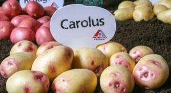 Agrico представив нові сорти картоплі Рис.1