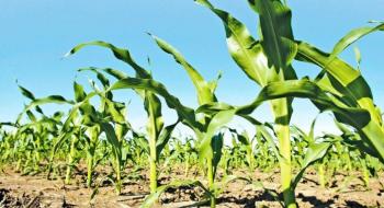 Американські вчені адаптують тропічні сорти кукурудзи до вирощування в умовах зміни клімату Рис.1