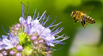 Бджіл дресируватимуть для запилення садів та ягідників Рис.1