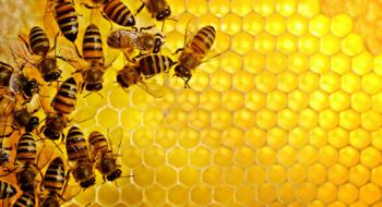 Бджіл лікуватимуть від вірусу Варроа за допомогою їх власних бактерій Рис.1