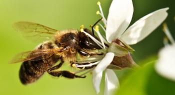 Бджоли показали вченим, що їм подобається полуниця Рис.1