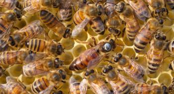 Бджолярі зможуть отримати дотації на бджолосім’ї Рис.1