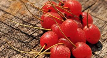 Цілюща ягода гумі готується конкурувати з лохиною Рис.1