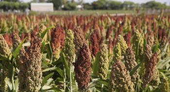 Цього року в Україні прогнозується дефіцит насіння сорго Рис.1
