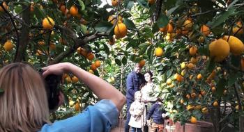 Фермери Запоріжжя заробляють на органічних лимонах цілий рік Рис.1