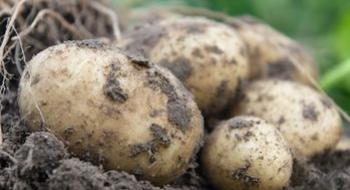 Компанія Bejo вивела перший гібрид картоплі, що розмножується насінням Рис.1