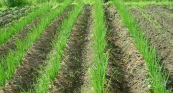 Китайський метод вирощування цибулі подвоїть урожай Рис.1
