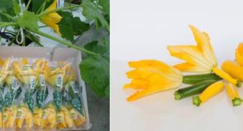 На ринок Голландії надійшли перші квітки кабачка нового врожаю Рис.1