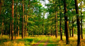 Рада зробила крок до повної інвентаризації лісів Рис.1