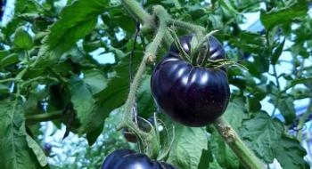 Росте попит на фіолетові органічні томати Рис.1