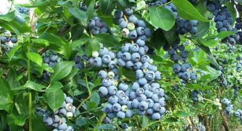Вчені об'єднуються для поліпшення плодів лохини та журавлини Рис.1