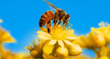 Бджоли з різних регіонів не зрозуміють один одного: вони розмовляють на різних діалектах Рис.1