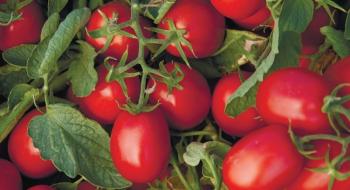 Червоні і сині затінюючі сітки впливають на зростання томатів Рис.1