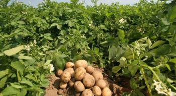 Експерти назвали найсмачніші сорти картоплі Рис.1