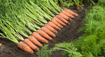 Фермери Херсонщини в кінці березня збиратимуть урожай моркви Рис.1