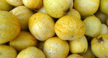 Лимонний огірок - що це за дивина? Рис.1